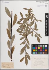 Foto von Salix daphnoides Vill.